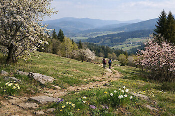 Frühling im Bayerischen Wald